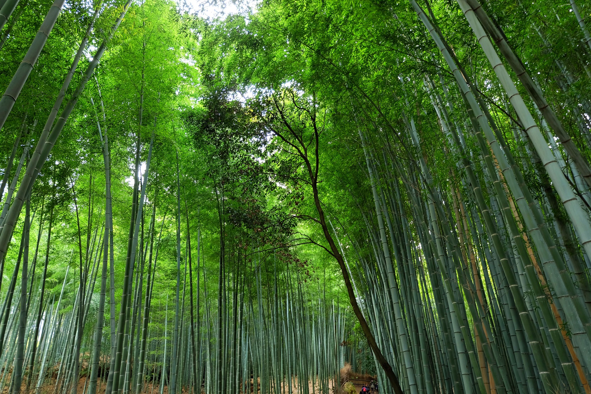 京都自助遊攻略