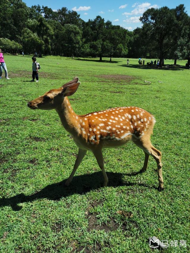 带孩子去森工平山神鹿旅游区可以吗?有什么玩的? - 马蜂窝