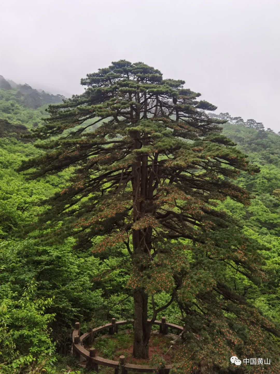 黄山千年迎客松开花迎来网友关注