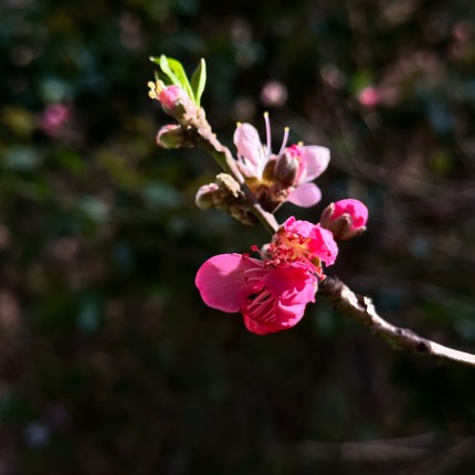 江湖小白