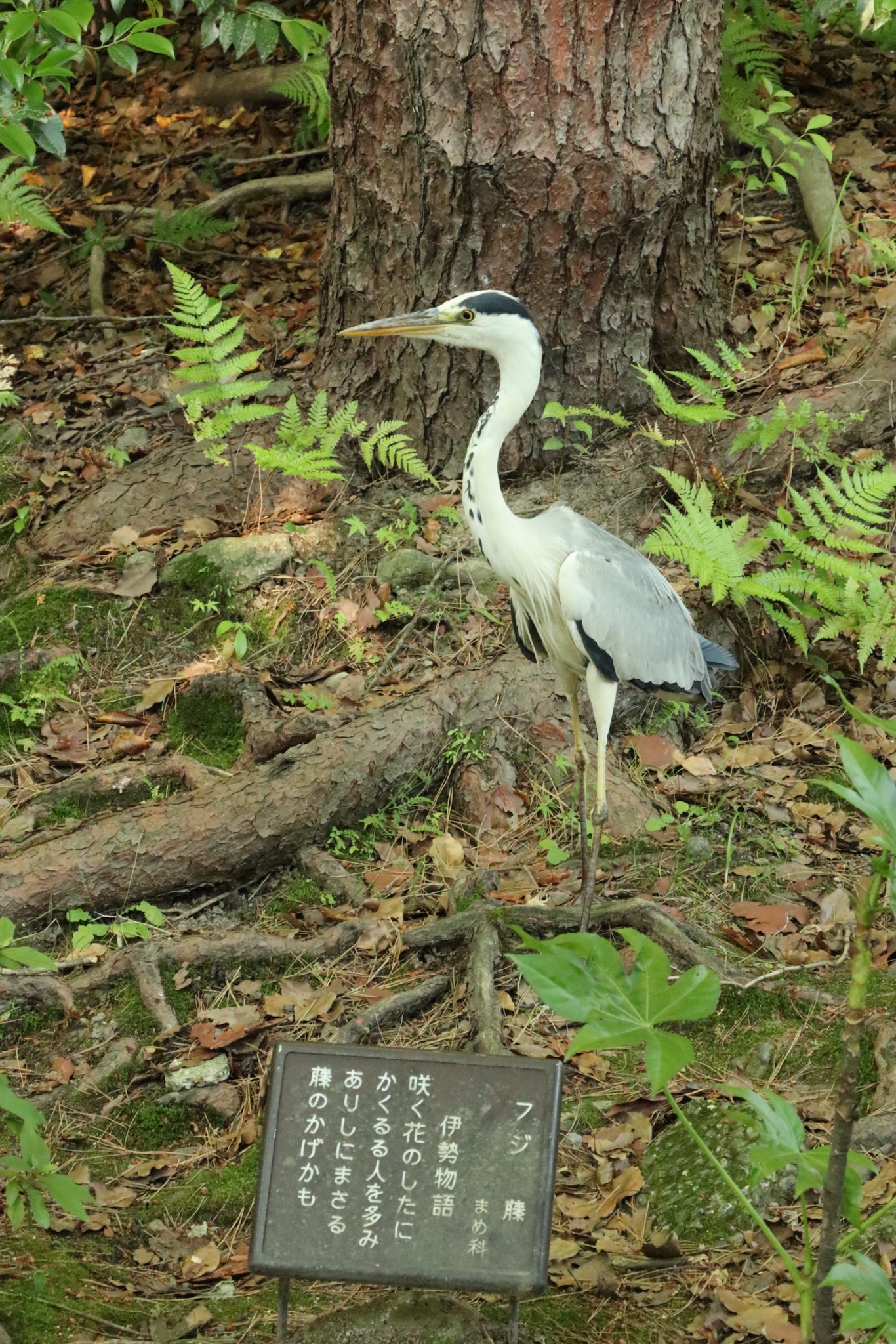 日本自助遊攻略