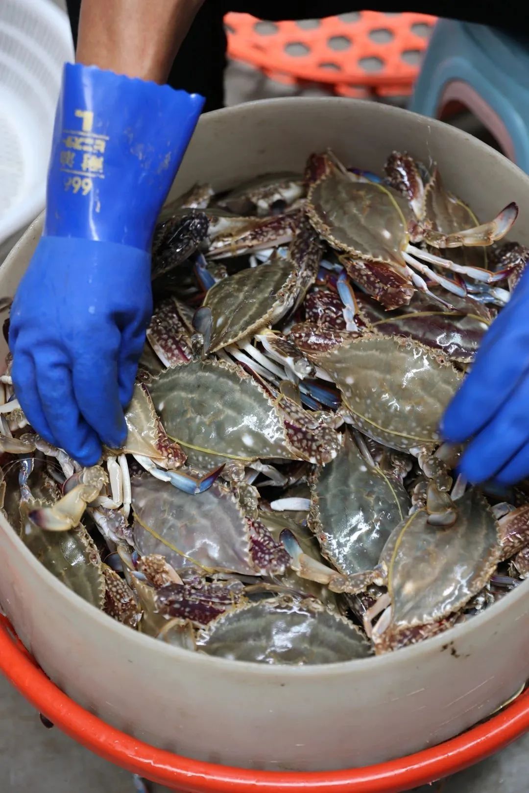 仙岛鲜味丨尝"鲜"盛宴已开启,快来岱山 - 马蜂窝