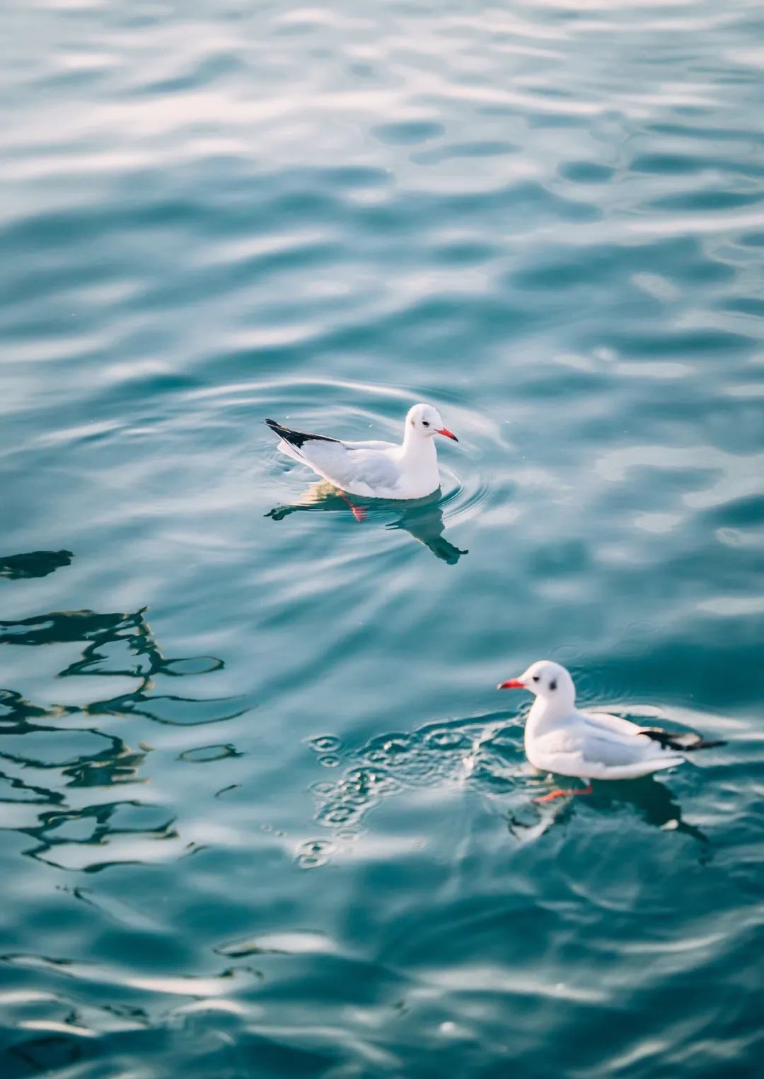 青岛人,你的海鸥小可爱回来啦