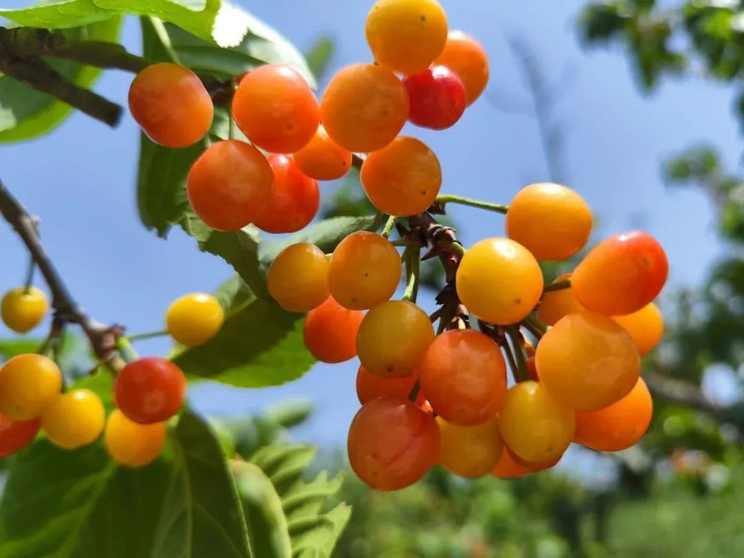 一年一度的西乡樱桃熟了!