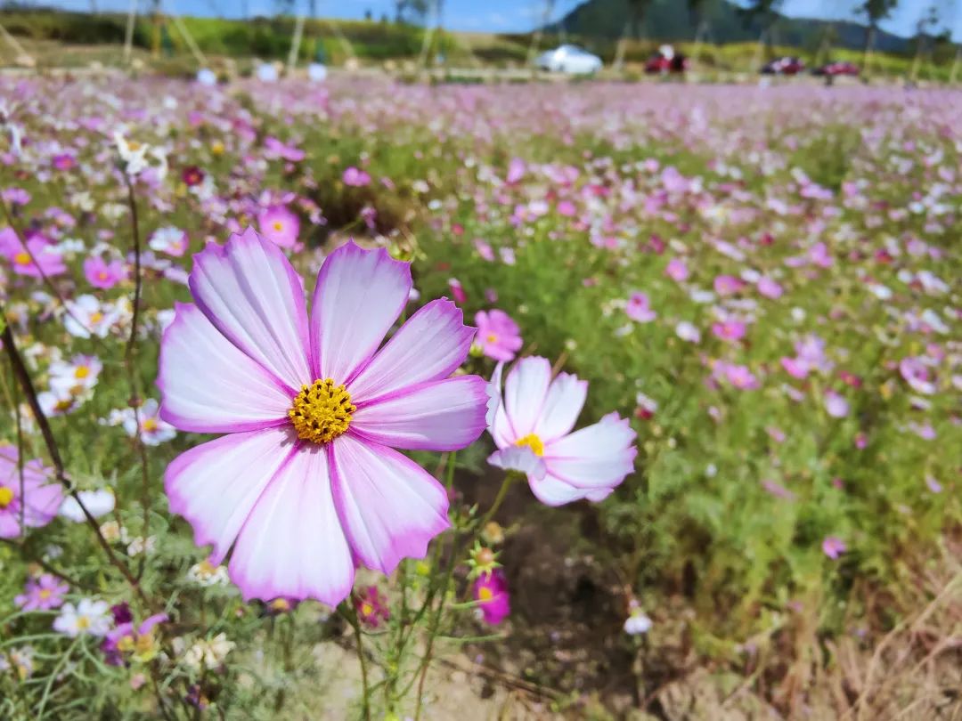 七都岛花海