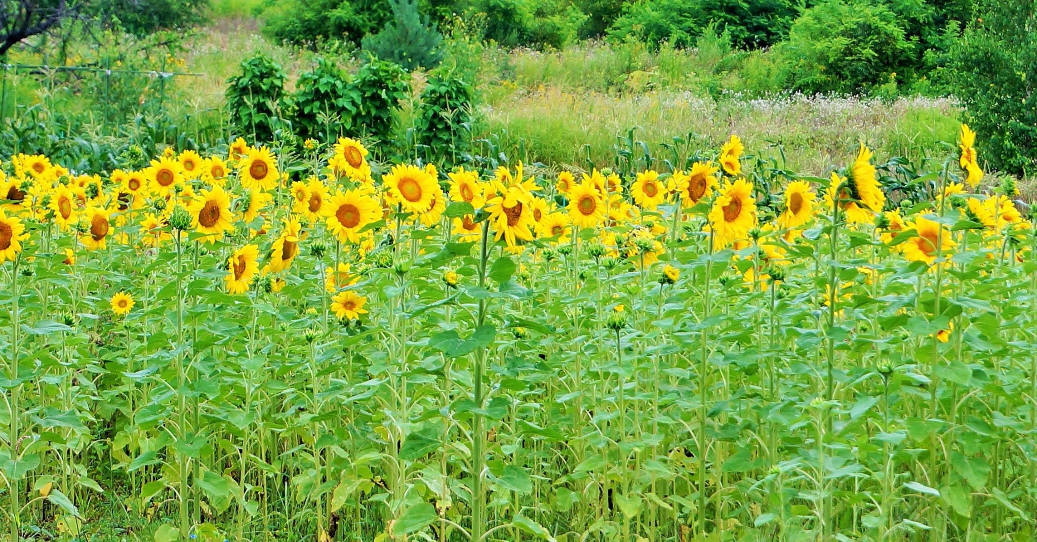 北海道自助遊攻略