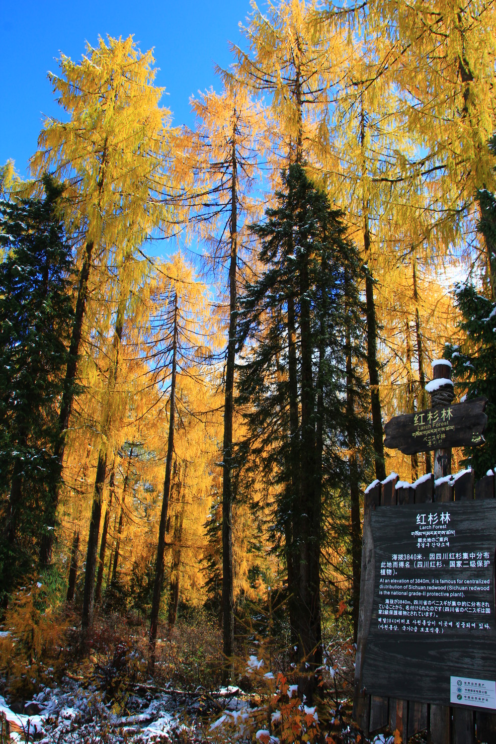 四季走遍,迷失四姑娘山,四姑娘山自助游攻略 - 马蜂窝