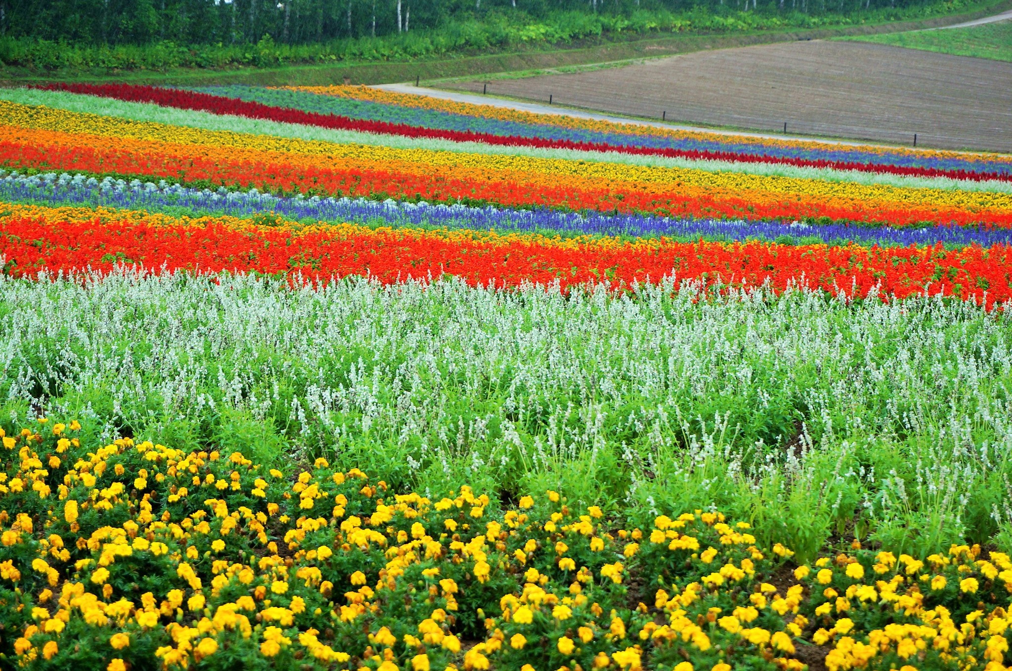 北海道自助遊攻略