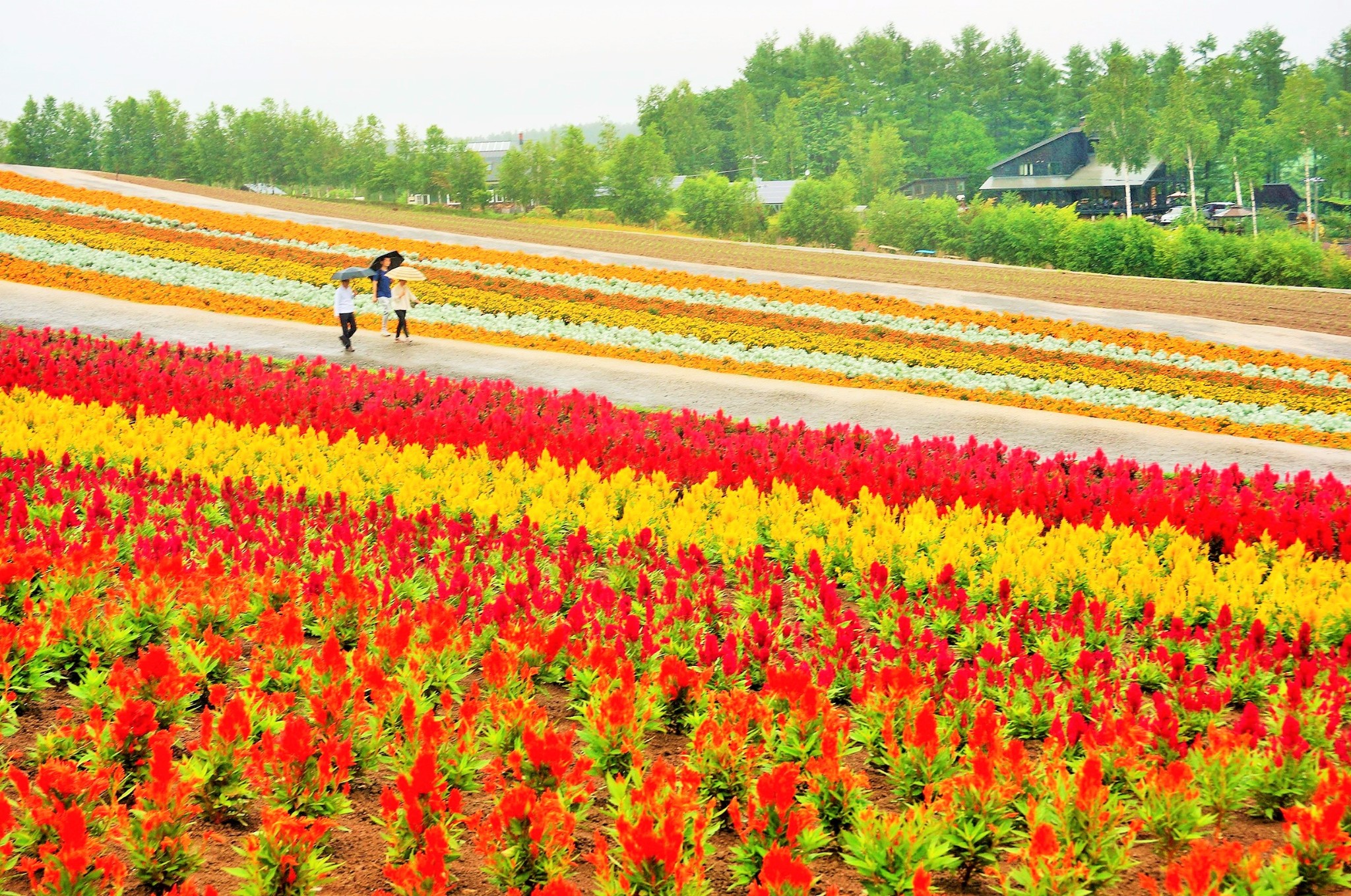 北海道自助遊攻略