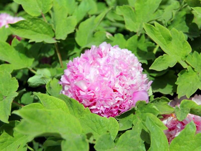 国色天香汉代牡丹