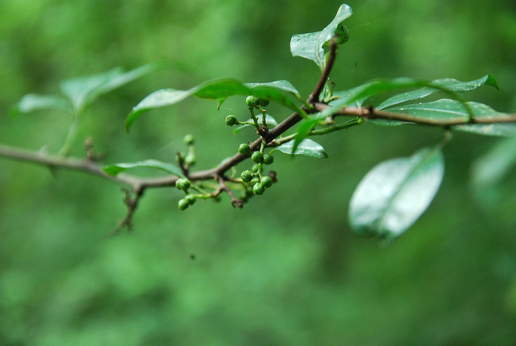 草让人体会到很多。 山林间，野花椒也已经开花结果，散发着阵阵的清香。