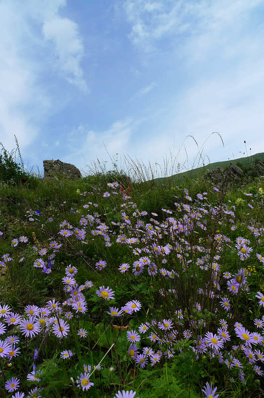 八月,五台山的花