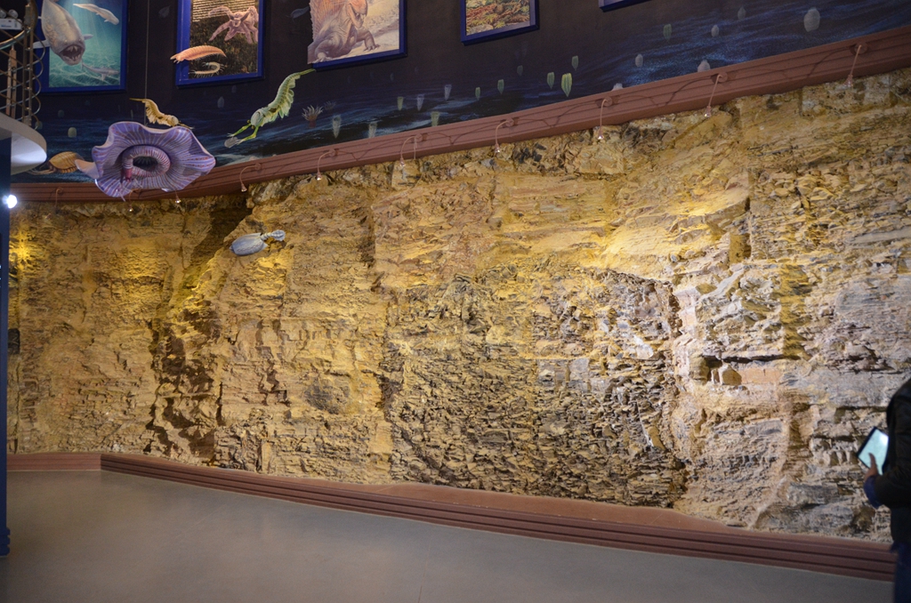 世界自然遗产云南帽天山澄江生物化石群分布广泛,在滇东地区下寒武统