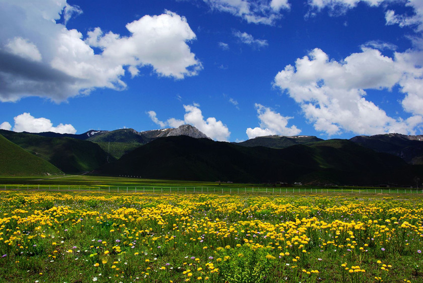依拉草原海拔3266米,地势平坦,三面环山,是天然的优质高山牧场.