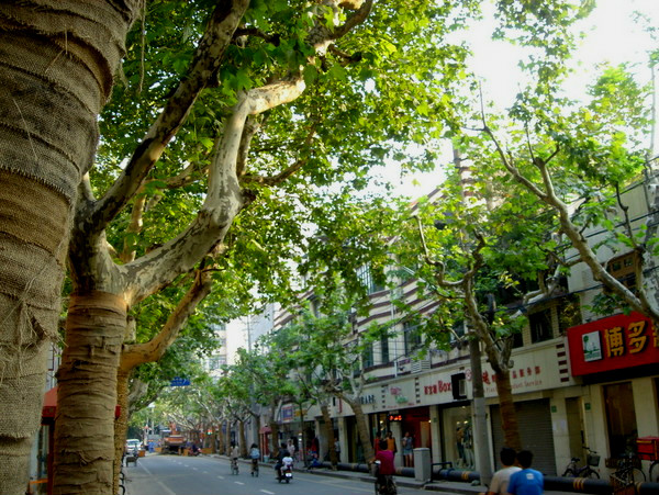 上海的吴桐树-鲜为人知的地标  秋天很舒服的, 挑个凉快的下午, 逛逛