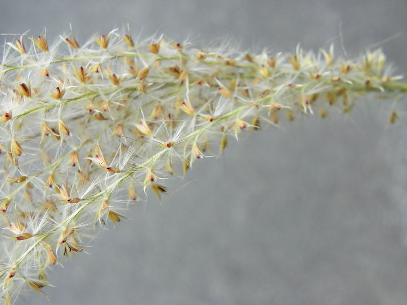 芒草悠闲飞虹岁月留痕山楂树回到家,停好车,就看见小区里的这只猫咪