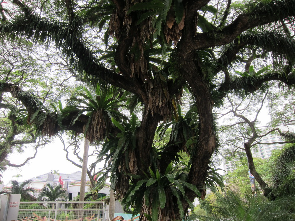 新加坡的马路像公园