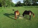 Horses of Sleepy Meadows Ranch Yigo