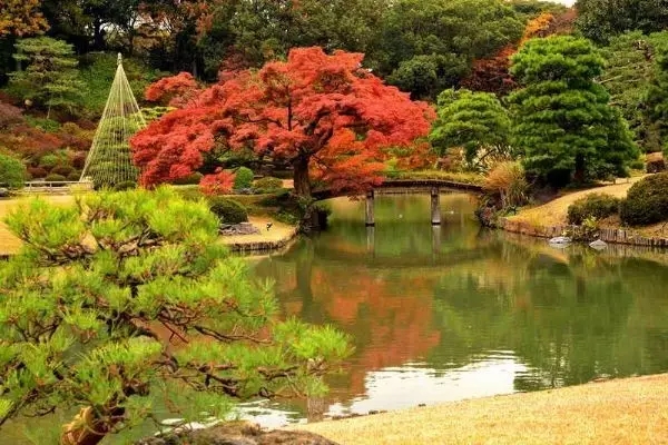 秋天东京赏红叶 有哪些地方值得一去 马蜂窝