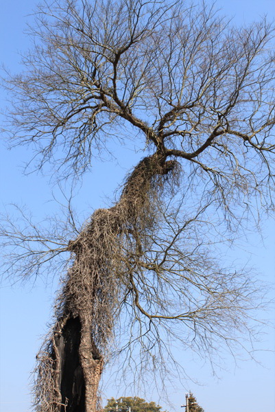 家乡美景枯藤老树