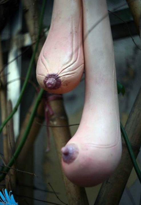 版主看了要疯掉的果子!