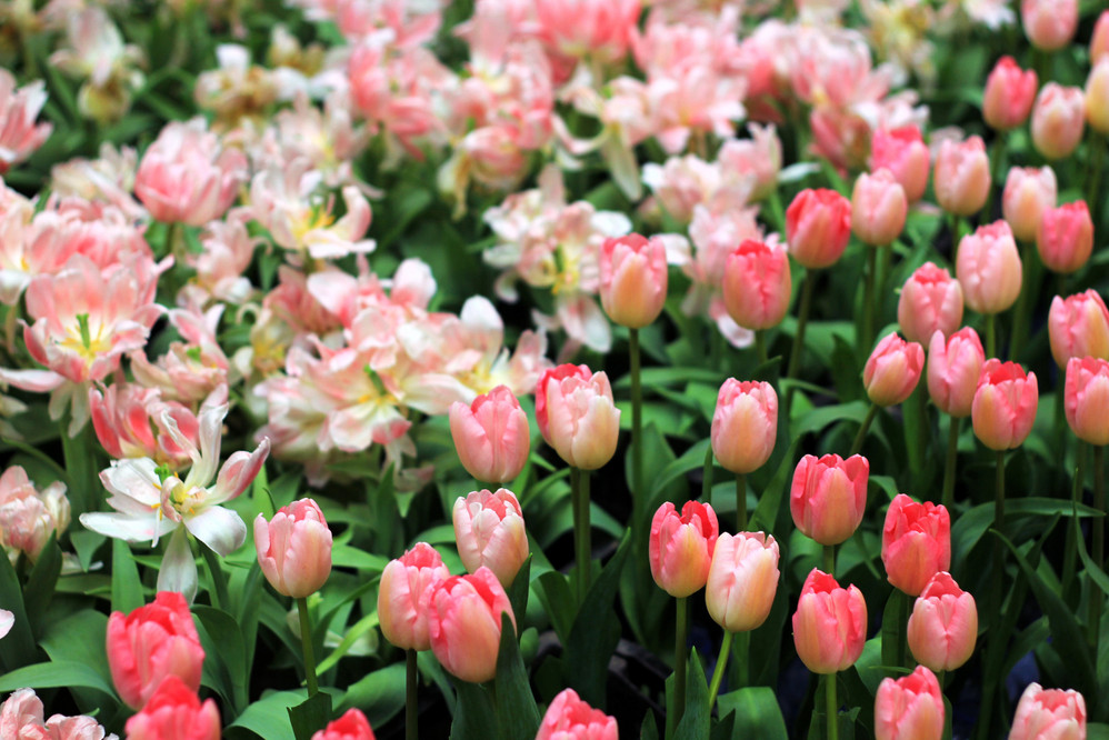 【鬱金香】【向日葵】【薰衣草】【海棠花】【蝴蝶花】【茶花】【桃花