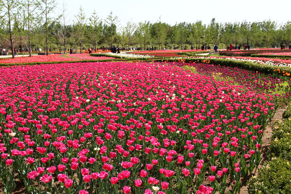 奼紫嫣紅北京國際鮮花港(內有46種鬱金香品種圖片),北京國際鮮花港