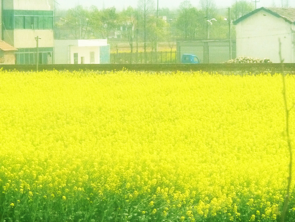 洪湖岸边是家乡 醉此花海