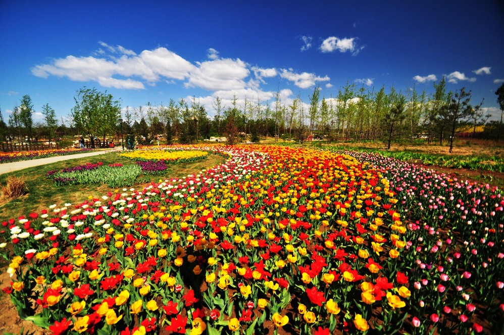 北京国际鲜花港 马蜂窝