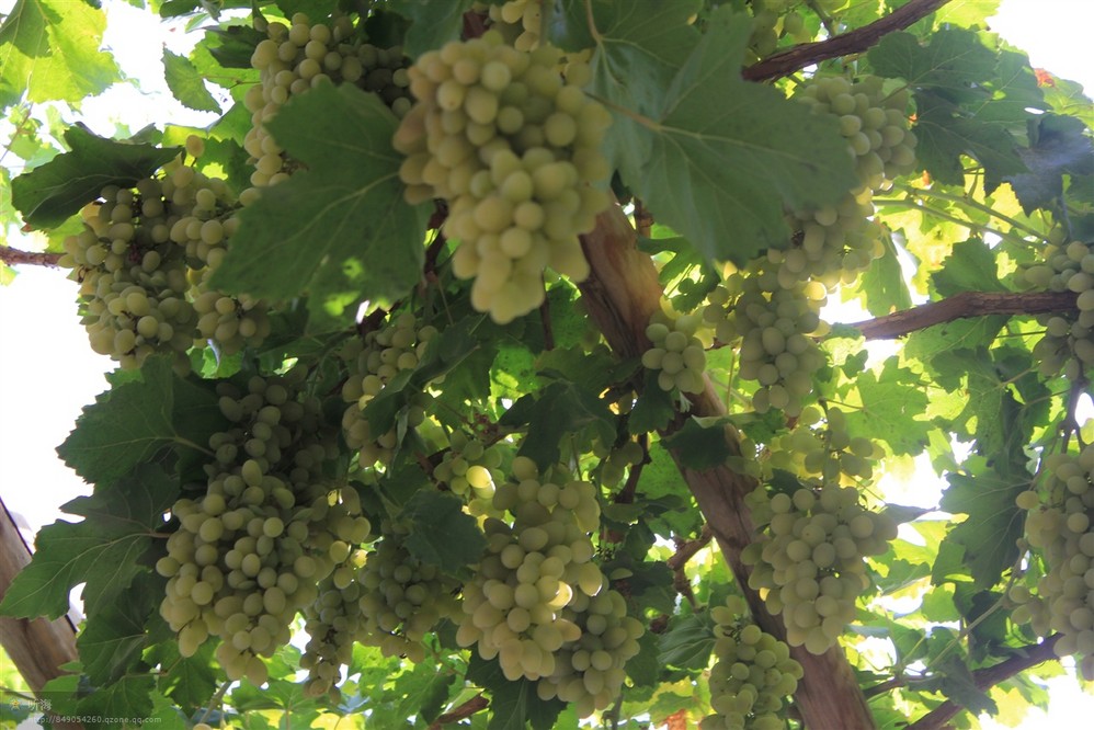 那里的葡萄有无核白,白加干,红玫瑰,梭梭等500多个品种,晚上坐在葡萄