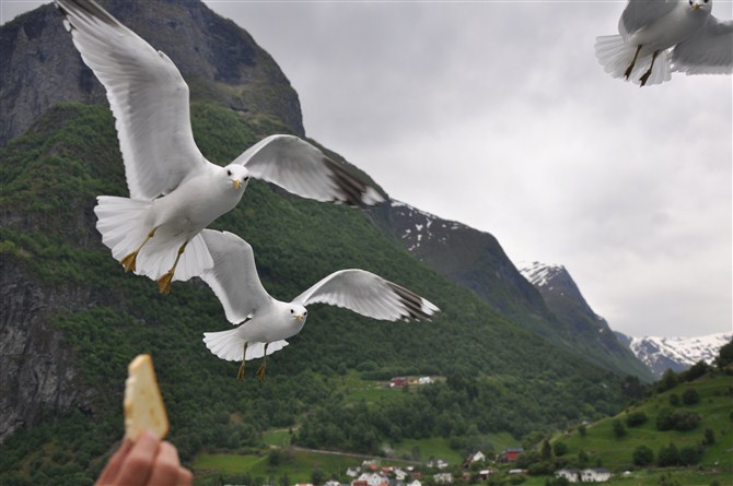 挪威盖罗小镇和松恩峡湾