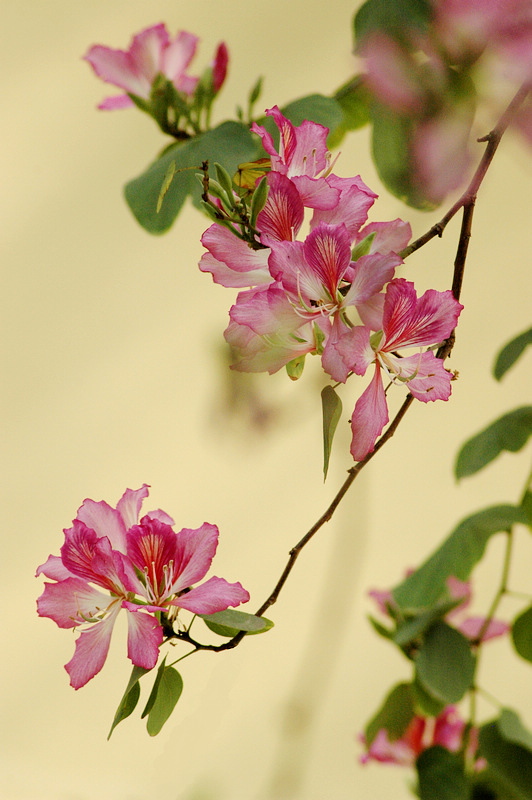 春天的洋紫荆花