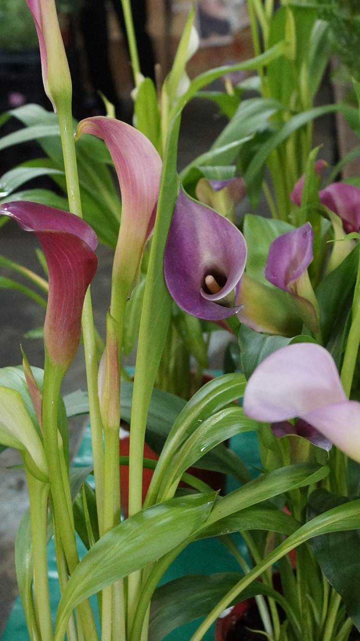 海芋情深台北阳明山