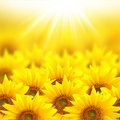 sunflowe