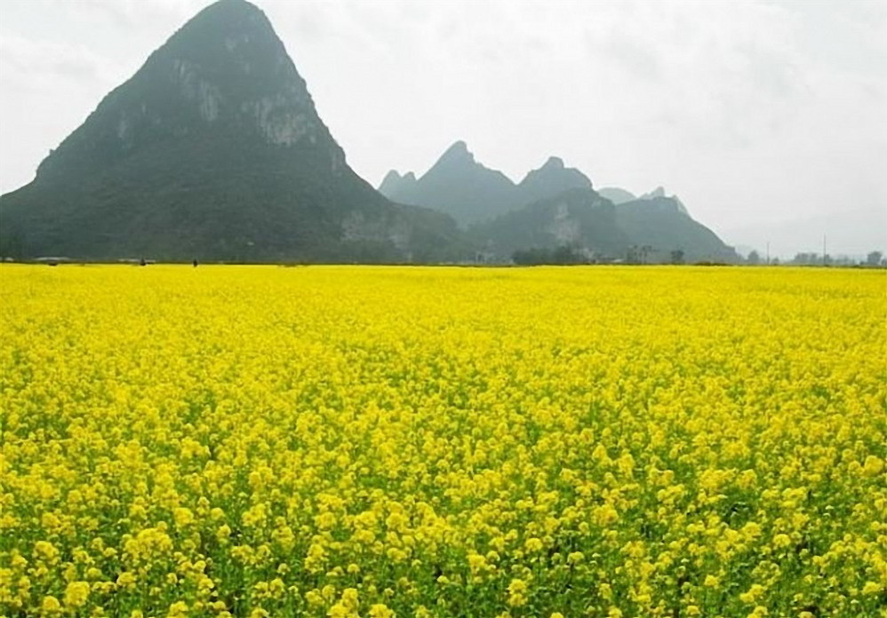 上林油菜花2017上林油菜花花期時間地點門票