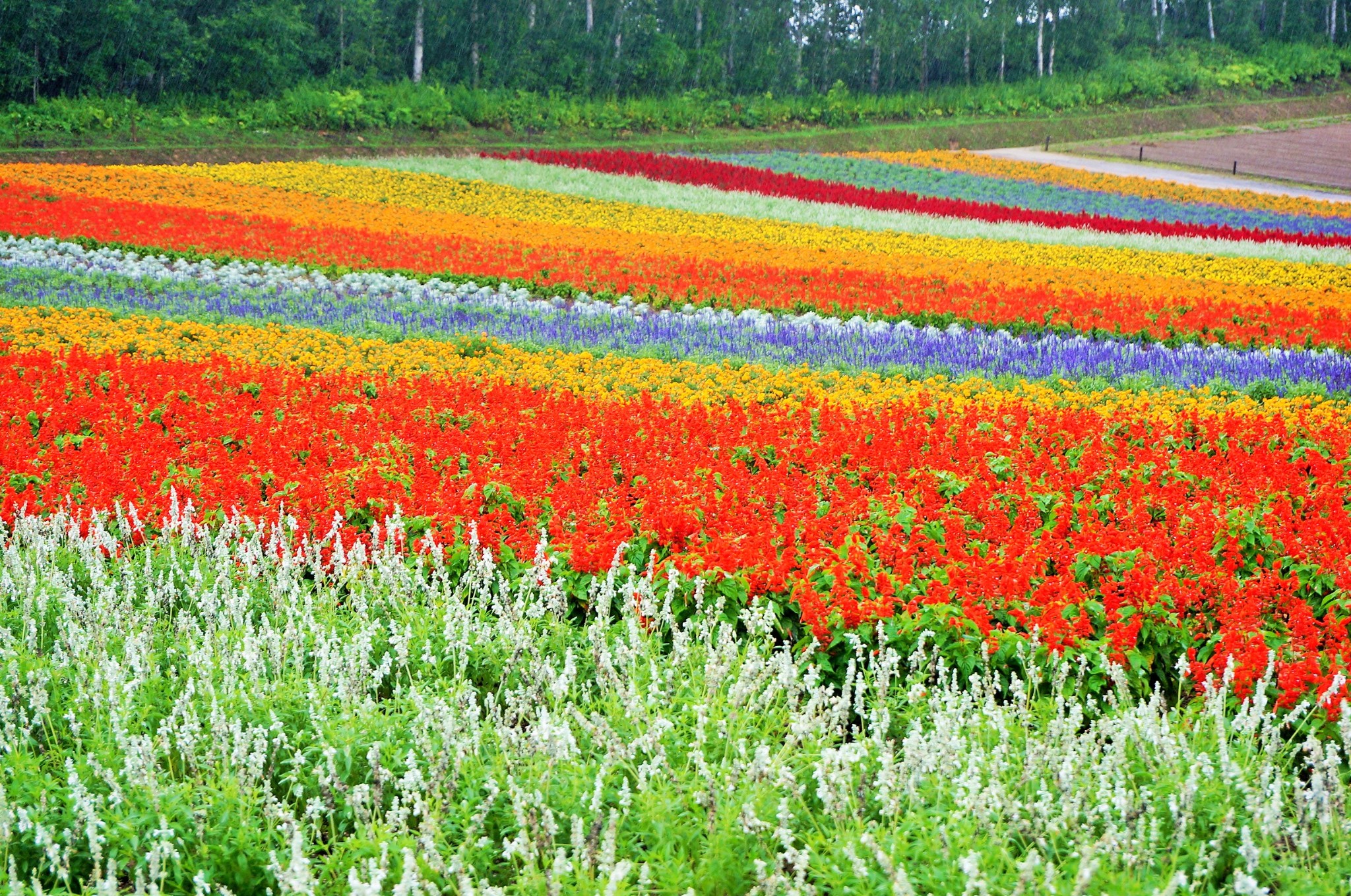 北海道自助遊攻略