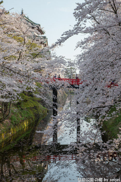 日本 青森县 弘前公园 樱花