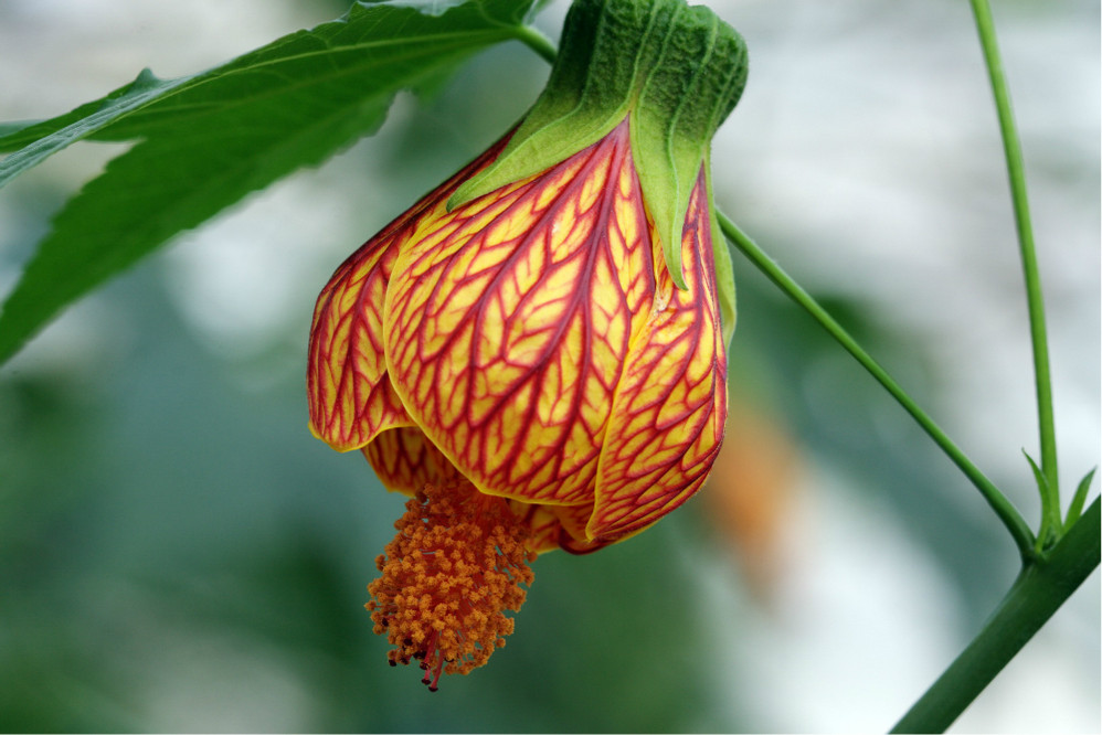 奇花异草,世界花卉大观园旅游攻略 - 马蜂窝