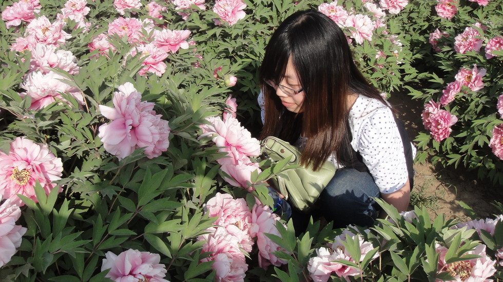 华盛顿的苹果树