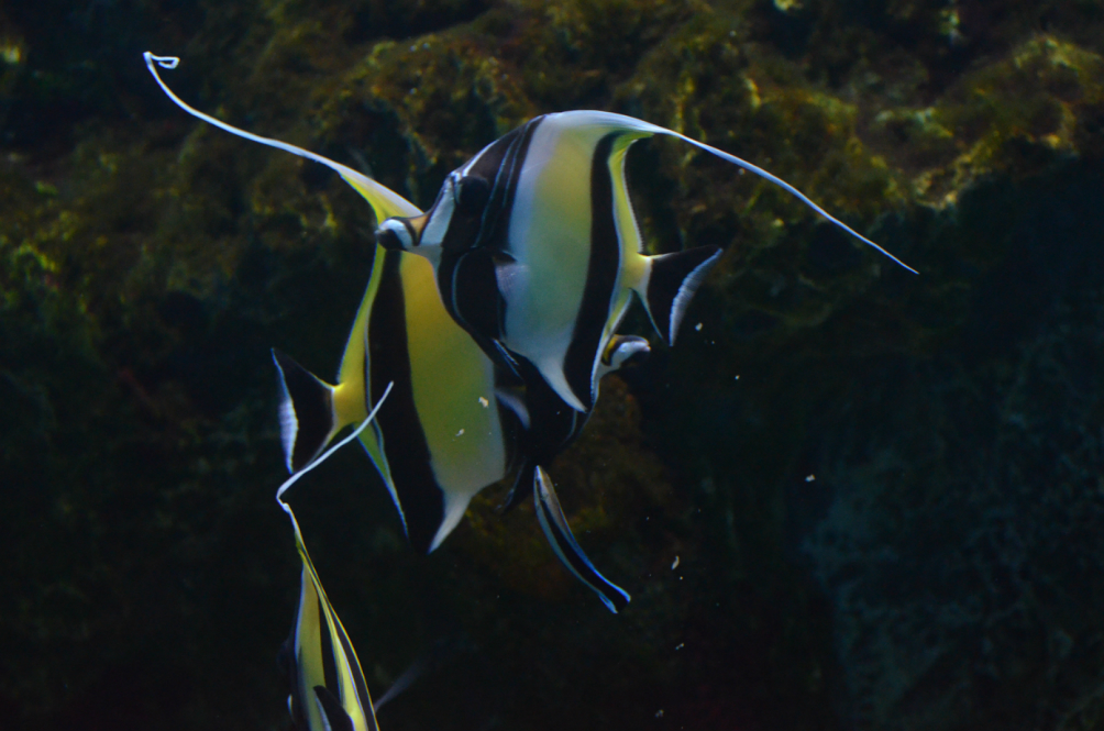 大白鲸老可爱了 周末游大连 之老虎滩