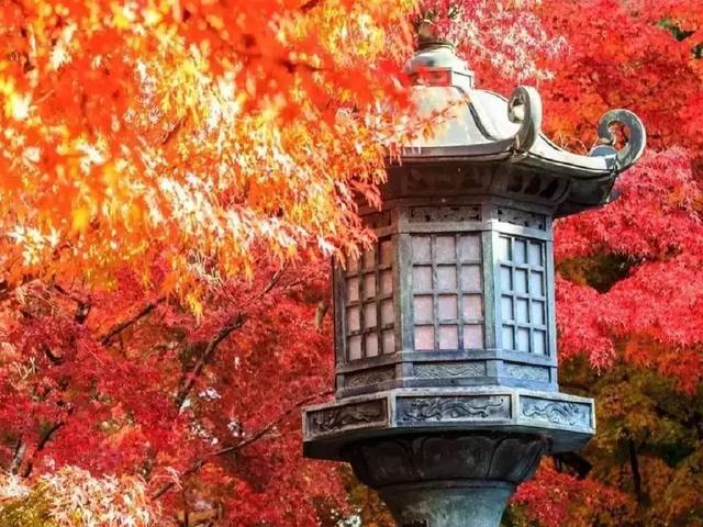11月底京都赏红叶攻略 马蜂窝