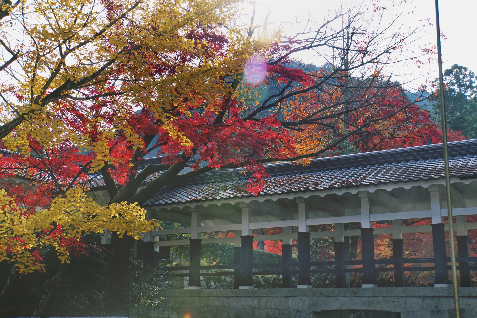 京都自助遊攻略