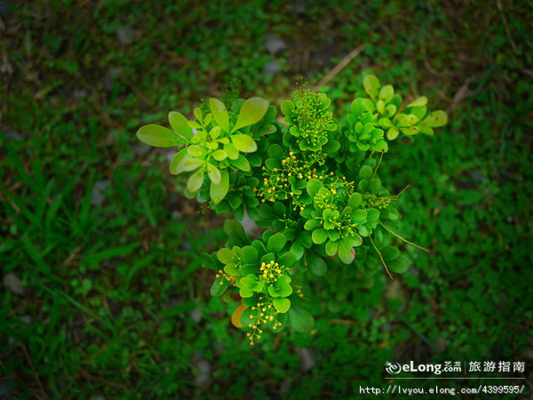台湾花莲禅风清境-庆修院(吉野布教所),花莲旅游攻略 - 马蜂窝