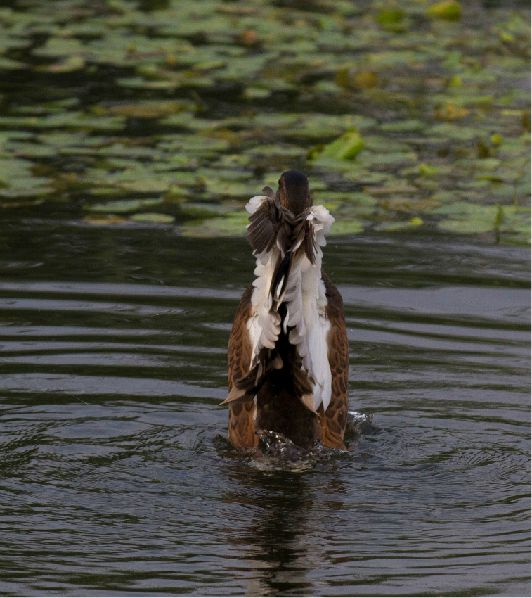 其实我以前是白天鹅来着:我说,都歇会,看俺老鸭给你们来段独舞:搞定
