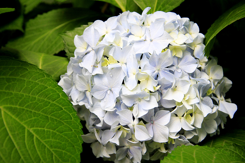 延绵的六月,旭日下一朵洁白的琼花正开得水灵娇艳虎丘山有着"前山美