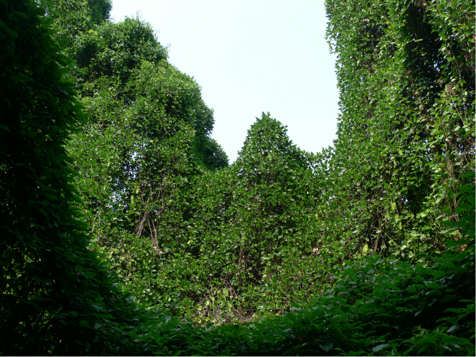 最美杭州八卦田玉皇山