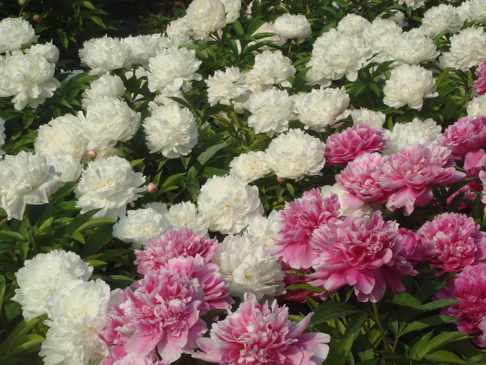 姹紫嫣红牡丹芍药月季花开