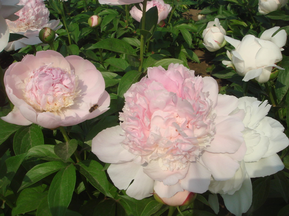 姹紫嫣红牡丹芍药月季花开