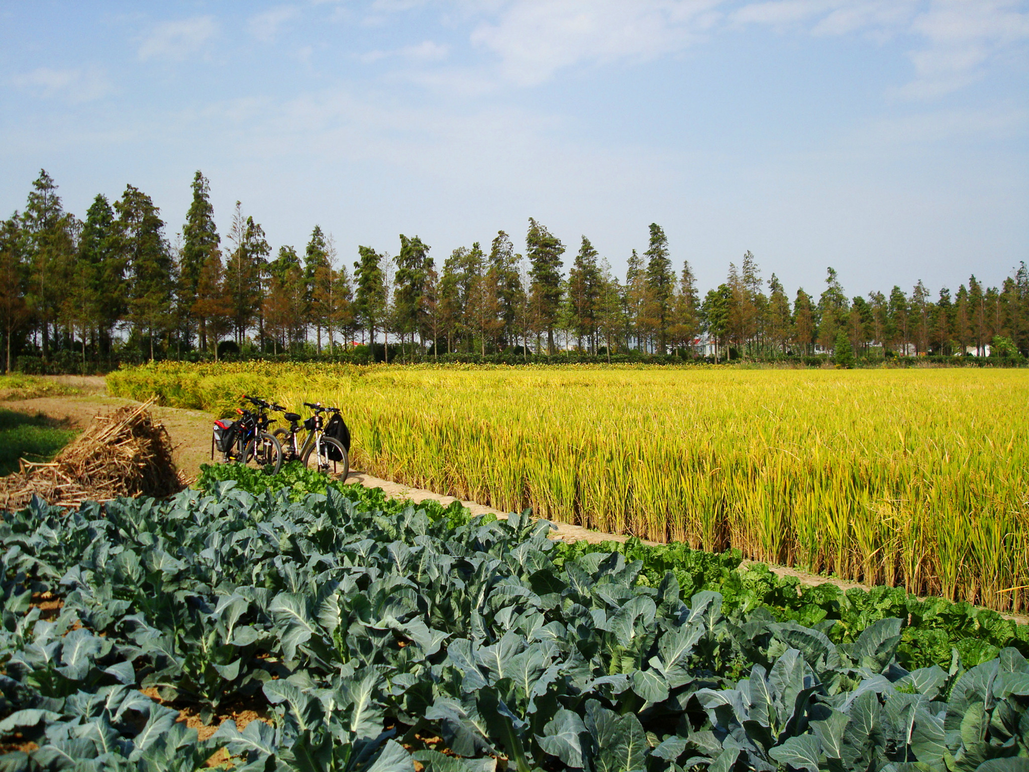 上北沿公路,一直向东行2012年10月20,21日,长征农场—东滩湿地—长征