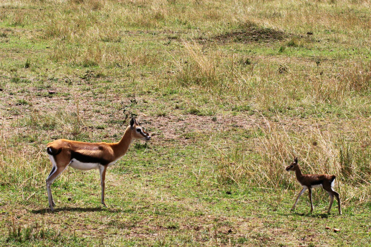 奈瓦沙湖奈瓦沙湖酒店花园的动物,还有长颈鹿,晚上还有河马~~~不能